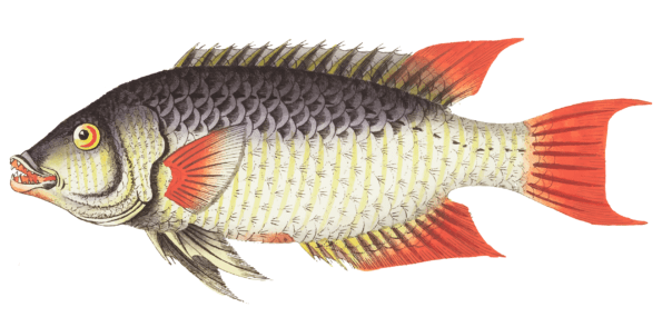 tilapia galilee